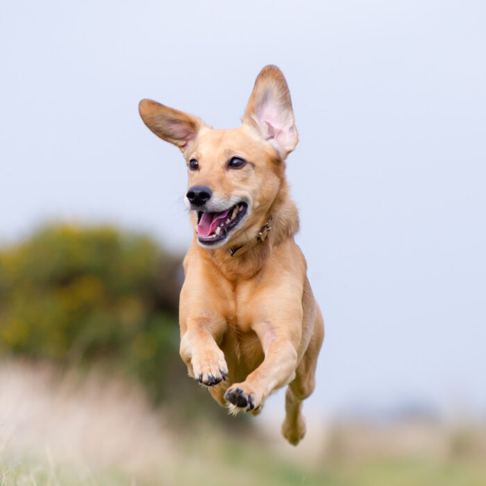 Un maître et son chien en pleine activité