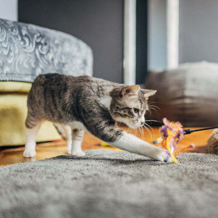 Chat actif grâce aux soins apportés par son maître